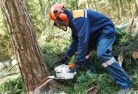 Berry Springstree-cutting-services-21.jpg; ?>